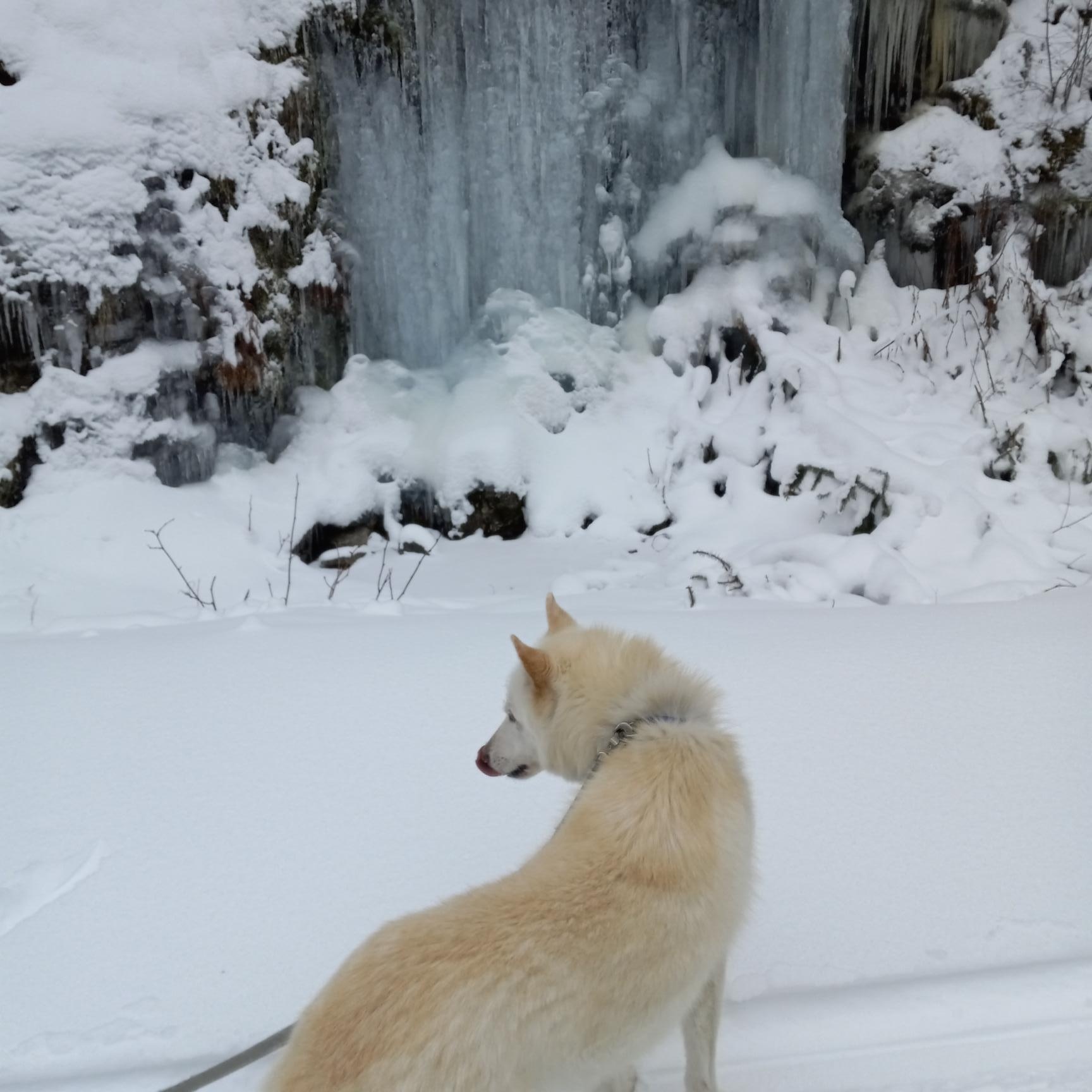 Enlarge Ghost, a Adoptable Alaskan Malamute in lynnwood , WA image 5/6