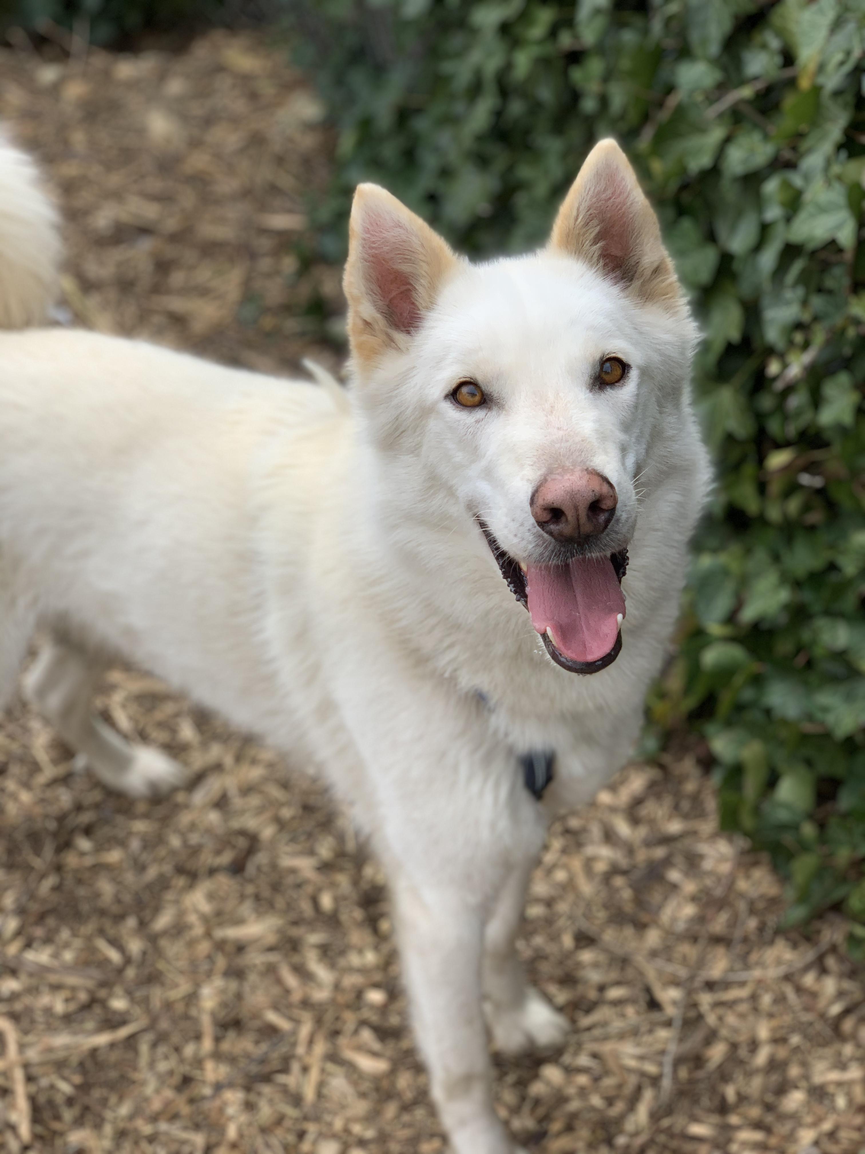 Enlarge Ghost, a Adoptable Alaskan Malamute in lynnwood , WA image 1/6
