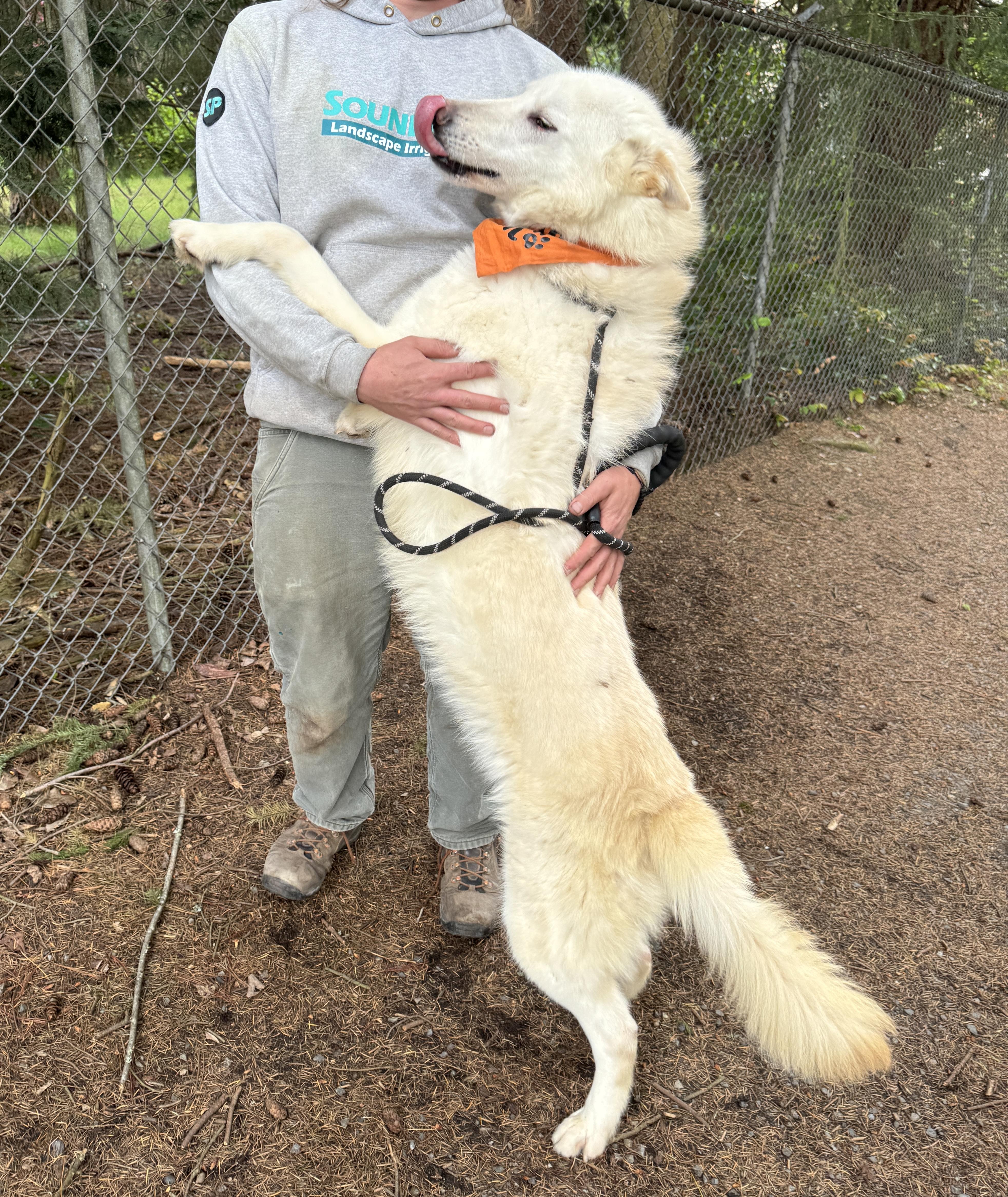 Enlarge Ghost, a Adoptable Alaskan Malamute in lynnwood , WA image 6/6