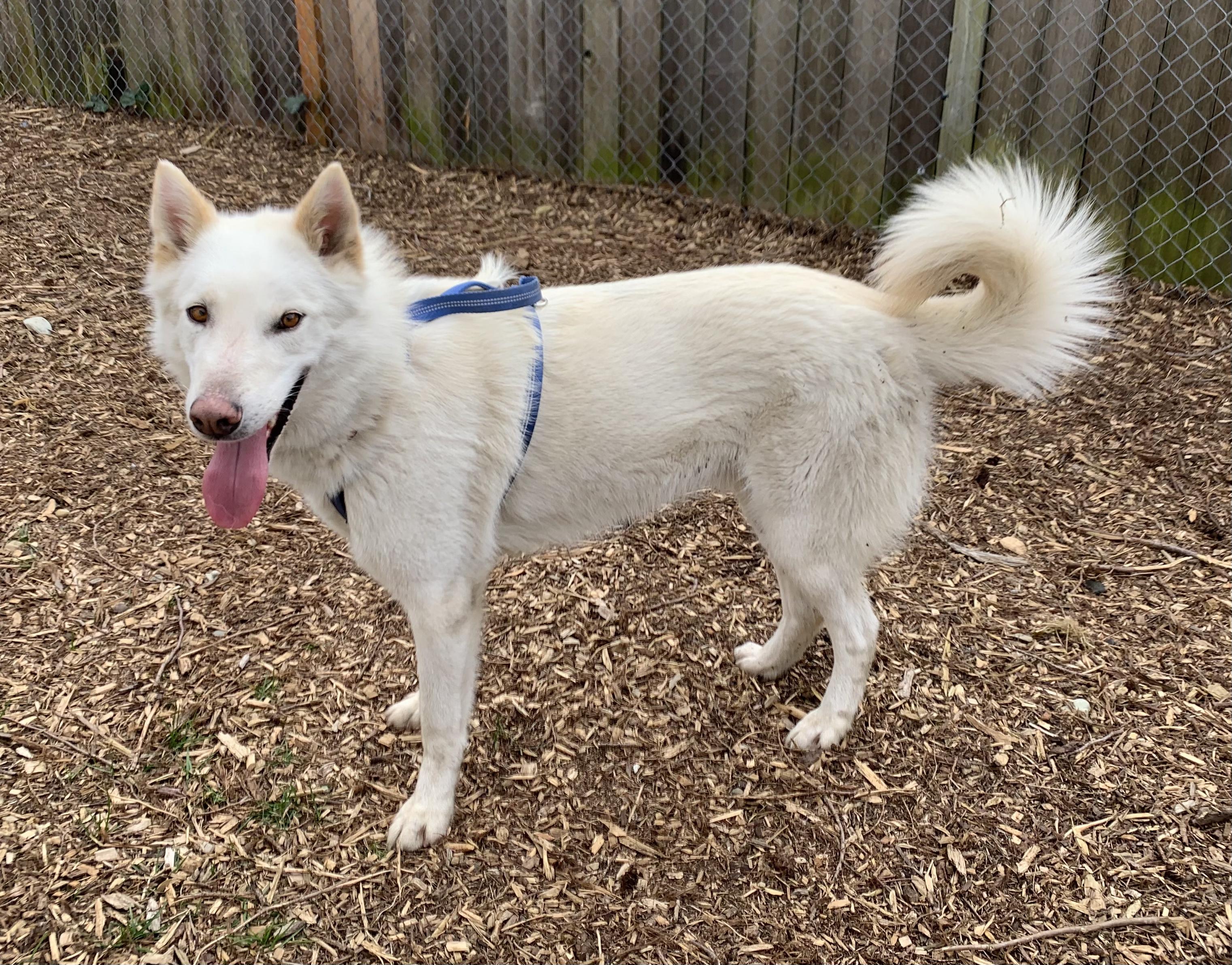 Enlarge Ghost, a Adoptable Alaskan Malamute in lynnwood , WA image 4/6