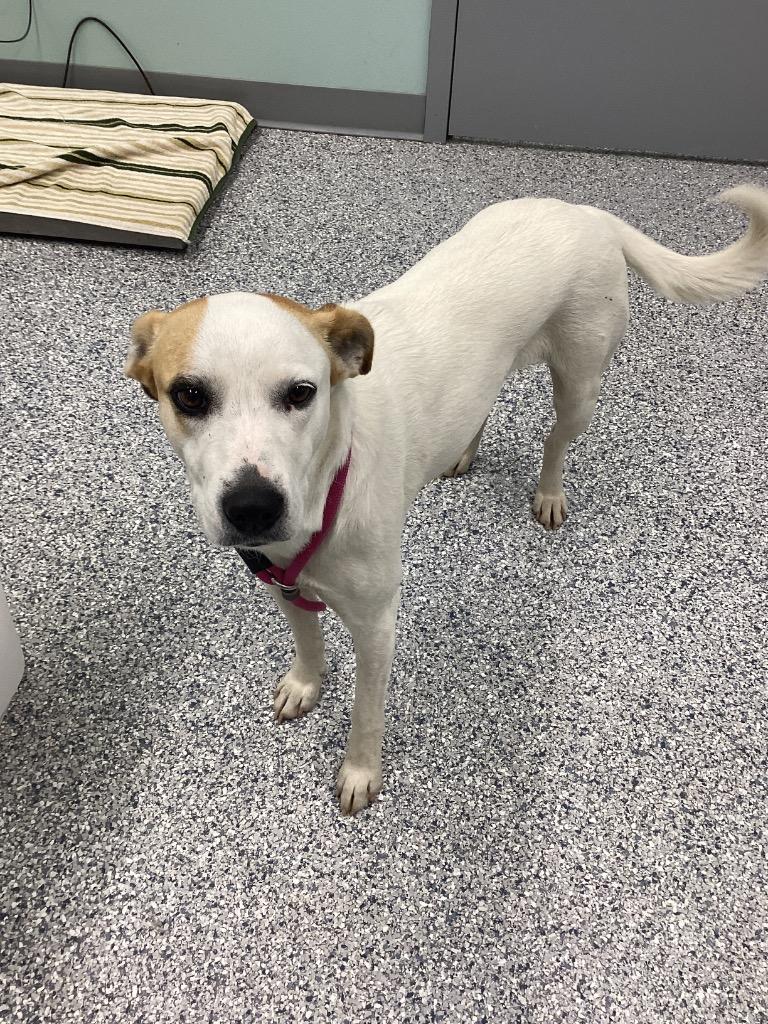 Enlarge Myra, a Adoptable mixed breed in Athens, TN image 1/3