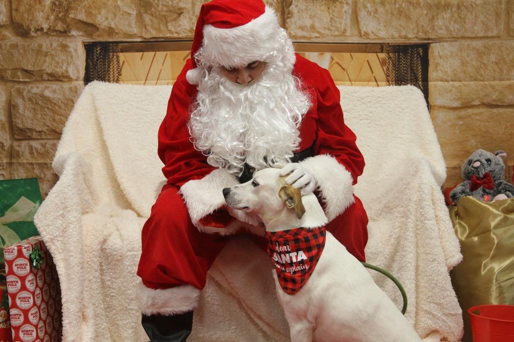 Enlarge Myra, a Adoptable mixed breed in Athens, TN image 3/3