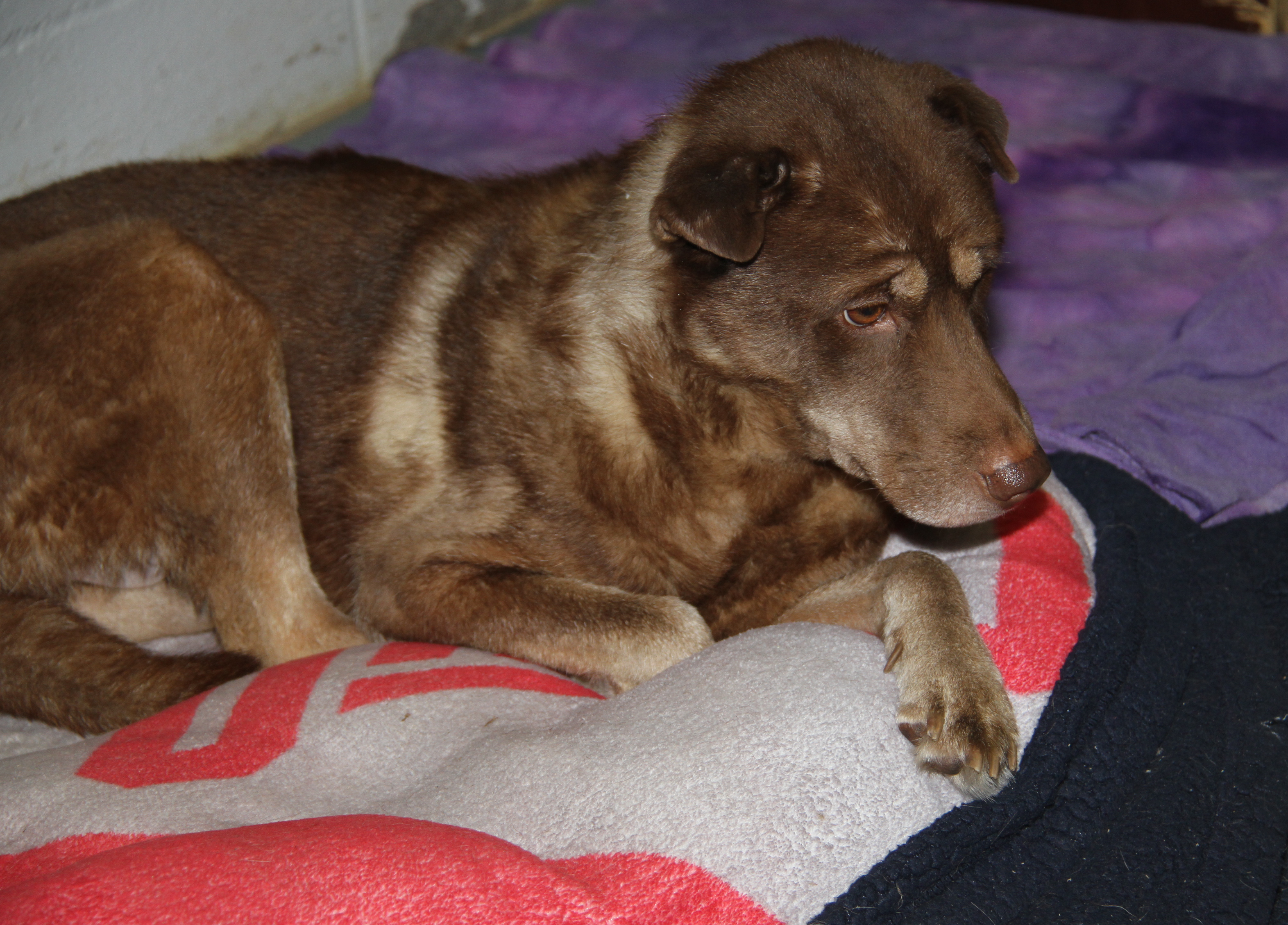 Simone (Spayed) (Indoor Photos 8/30/2024) photo 3