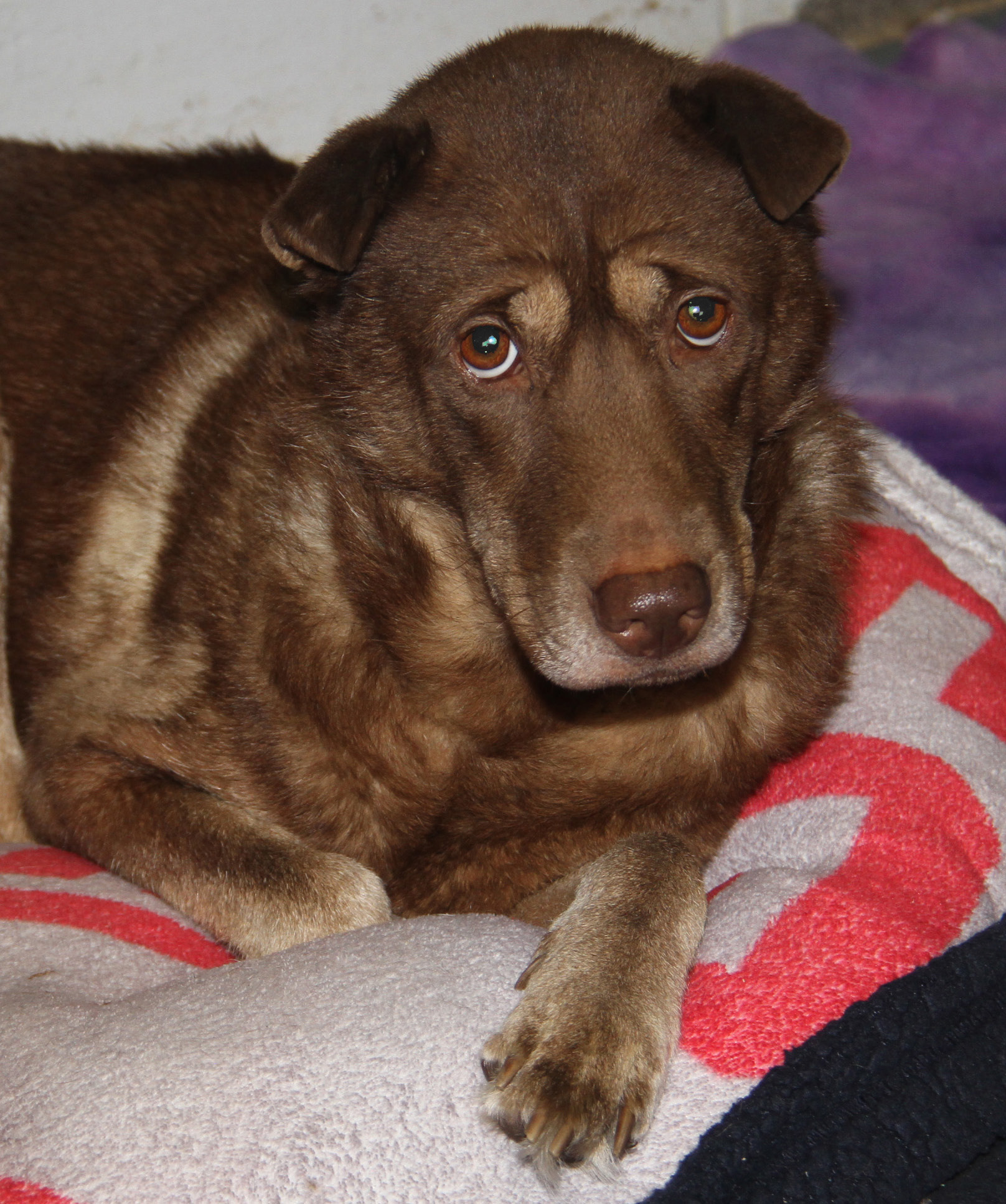 Simone (Spayed) (Indoor Photos 8/30/2024) photo 4