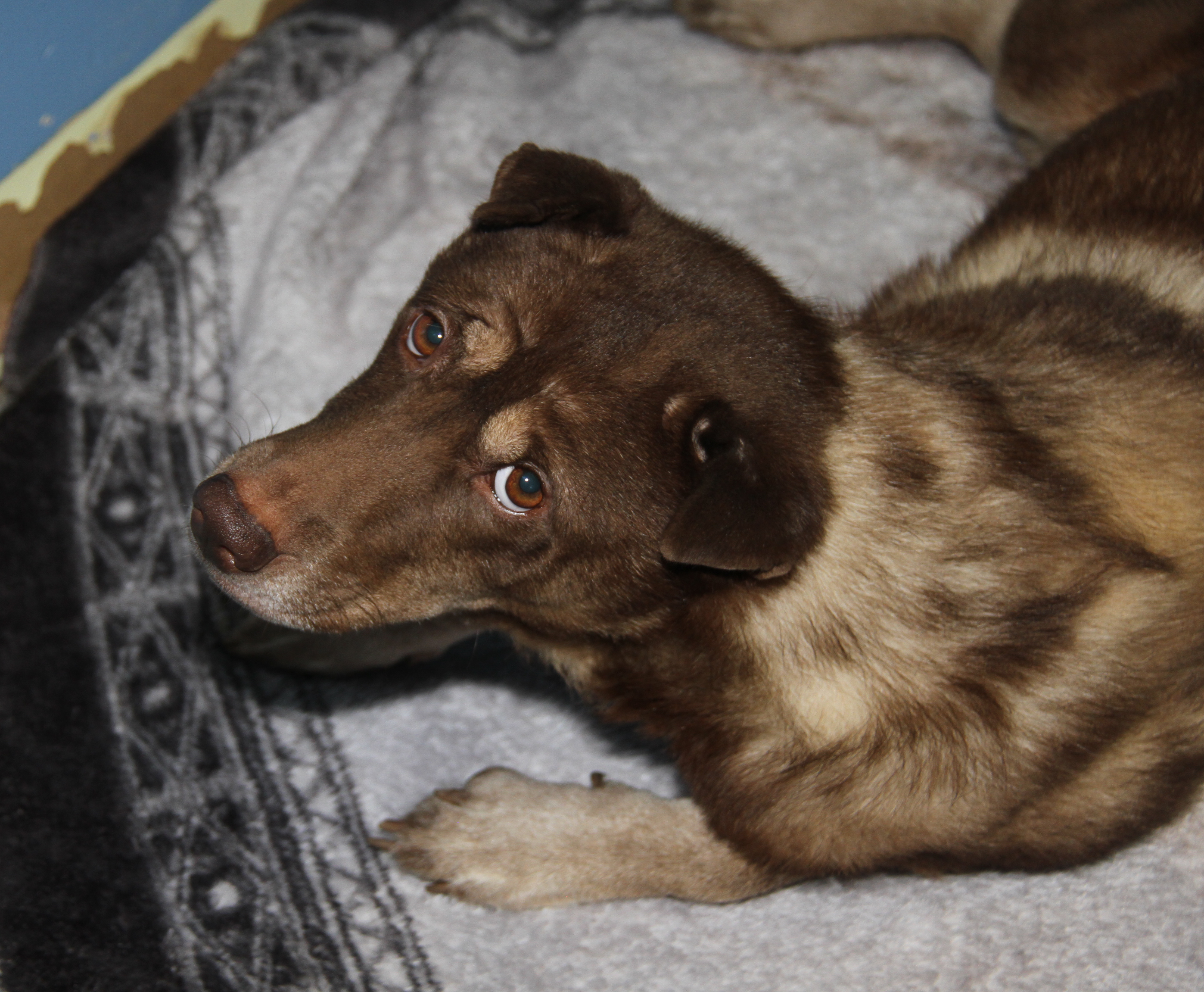 Simone (Spayed) (Indoor Photos 8/30/2024) photo 6