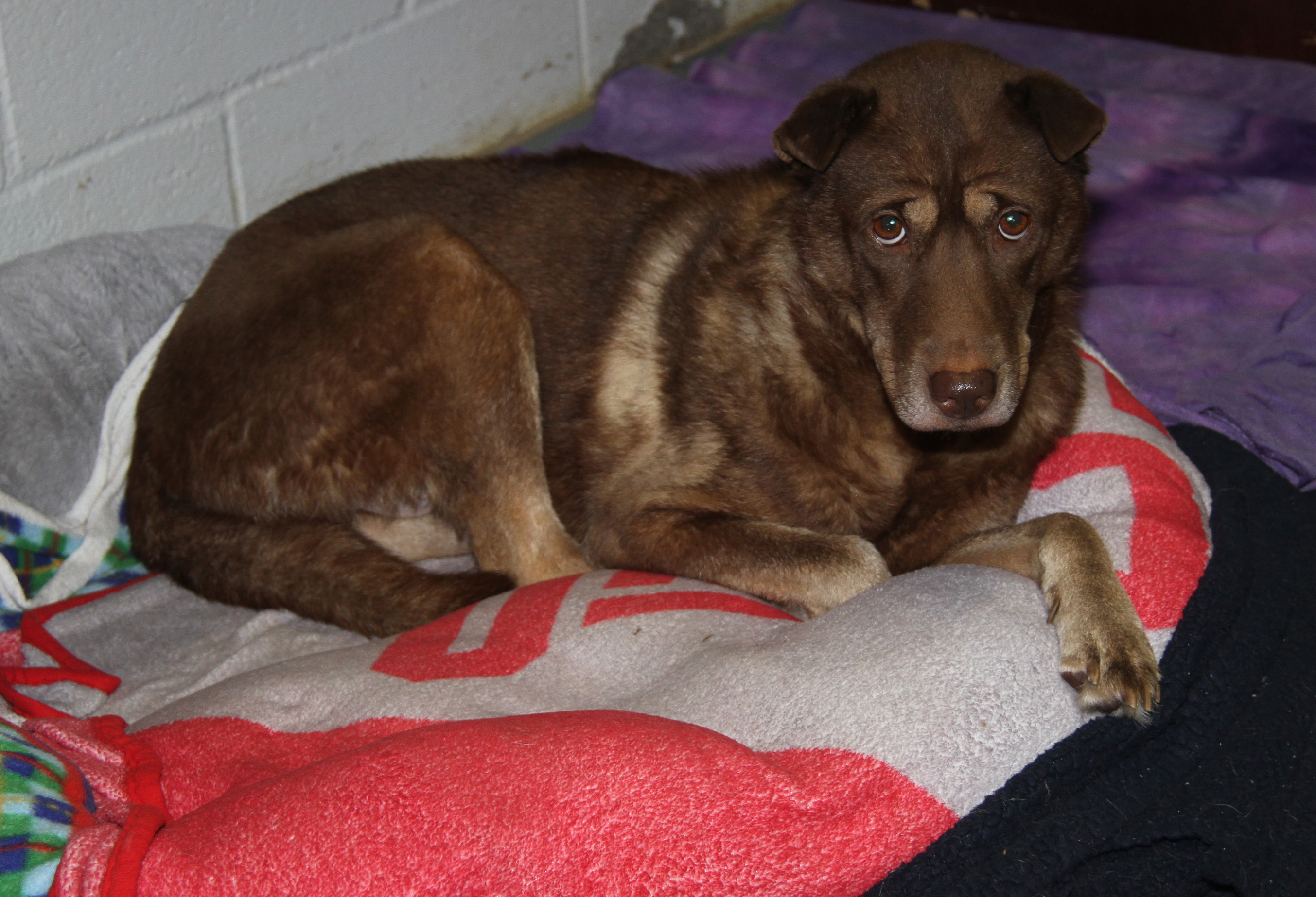 Simone (Spayed) (Indoor Photos 8/30/2024) photo 2