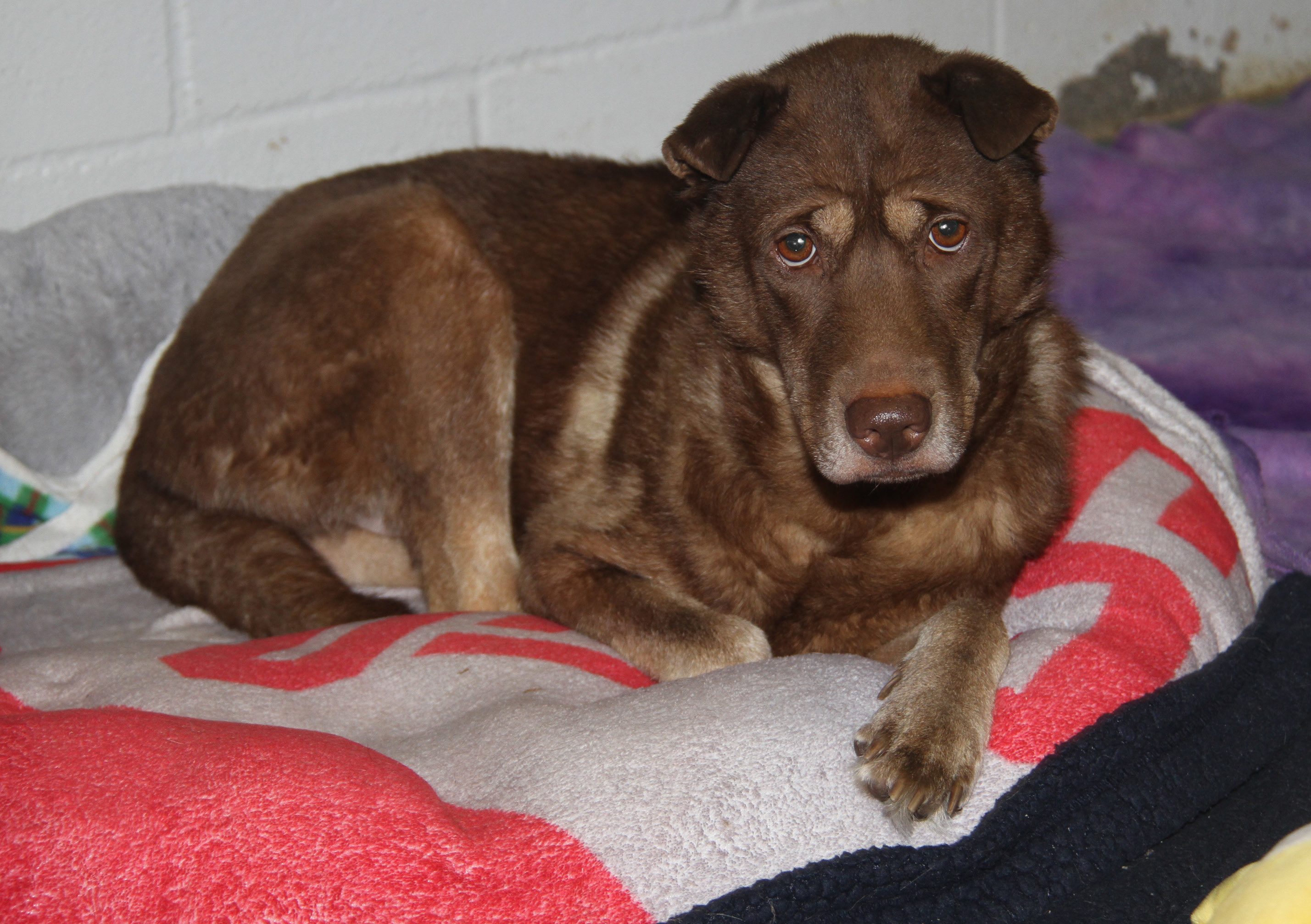 Simone (Spayed) (Indoor Photos 8/30/2024) photo 1