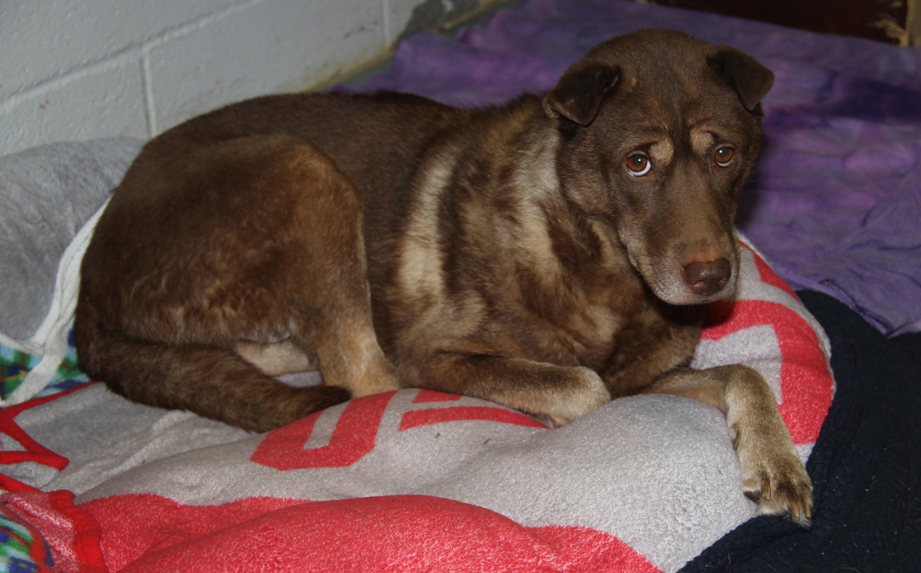 Simone (Spayed) (Indoor Photos 8/30/2024) photo 5
