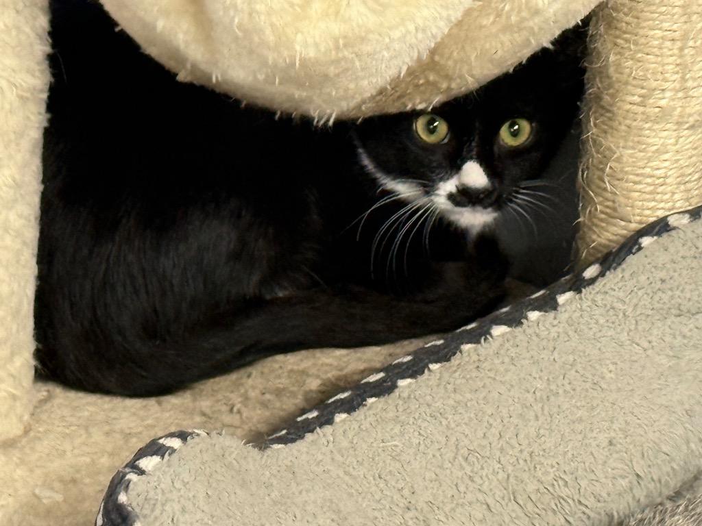 Enlarge giggles, a Adoptable mixed breed in Waverly, TN image 1/1