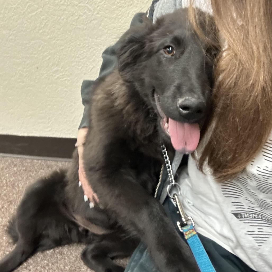 Enlarge Frannie C-34477, a Adoptable mixed breed in Oklahoma City, OK image 1/4