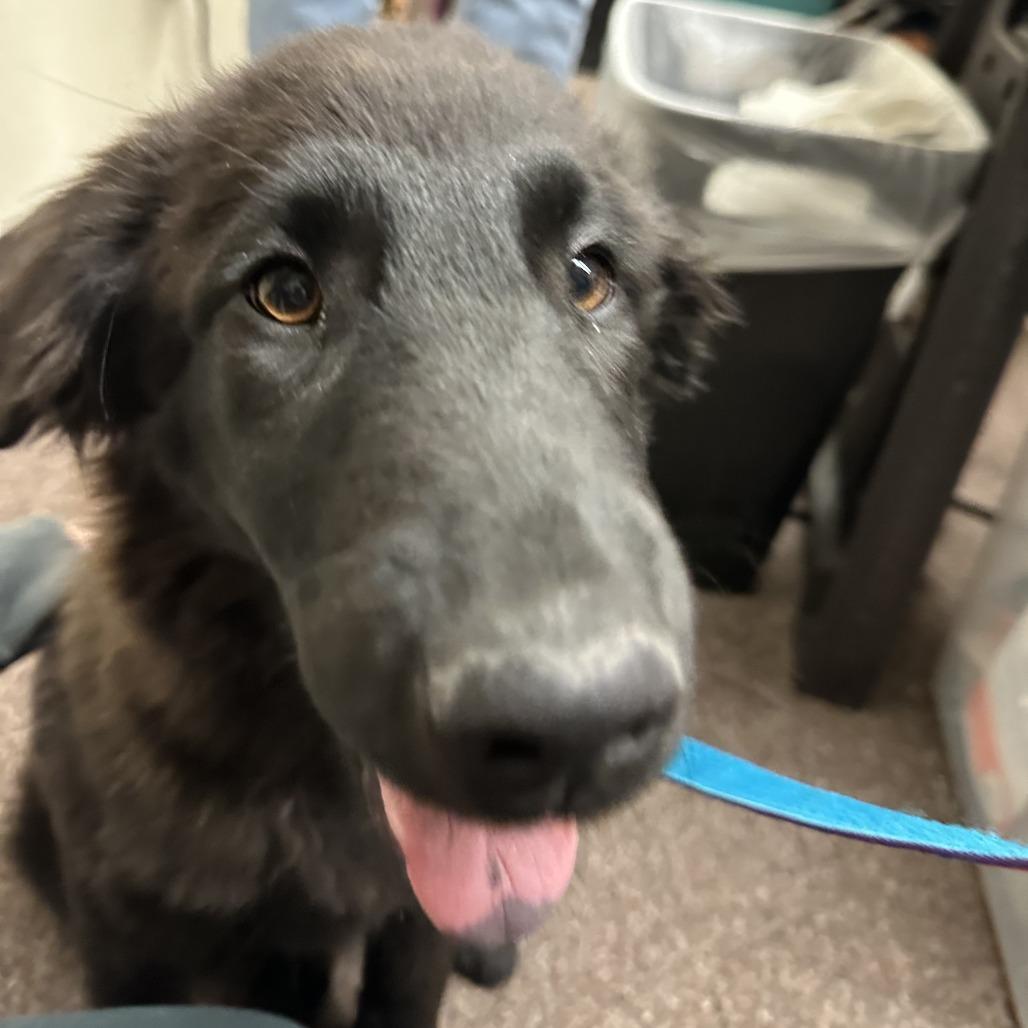 Enlarge Frannie C-34477, a Adoptable mixed breed in Oklahoma City, OK image 2/4