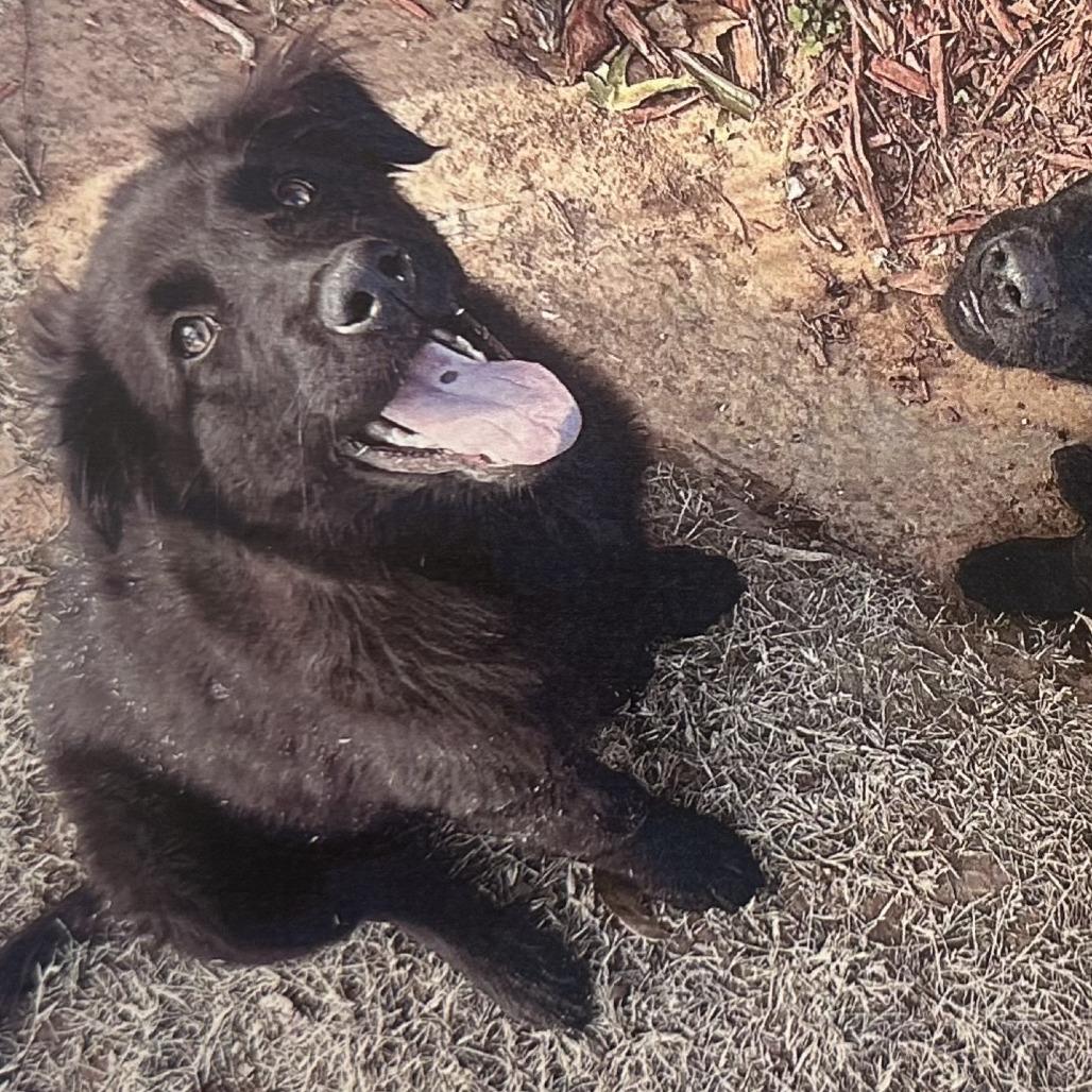 Frannie C-34477, Adoptable, Puppy Female Black Labrador Retriever.