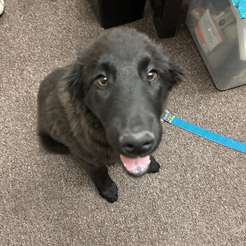 Enlarge Frannie C-34477, a Adoptable mixed breed in Oklahoma City, OK image 4/4