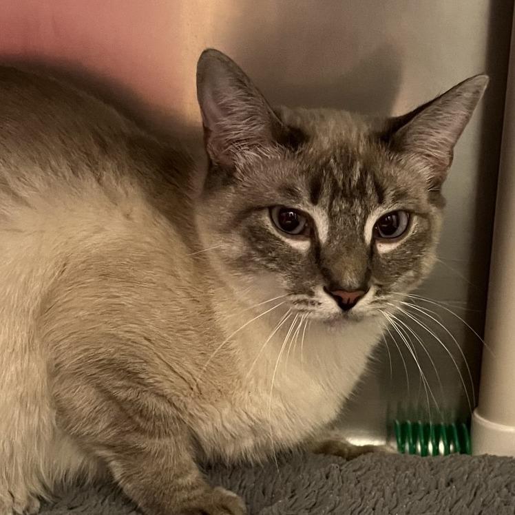 Sylvia, Adoptable, Young Female Domestic Short Hair & Siamese.