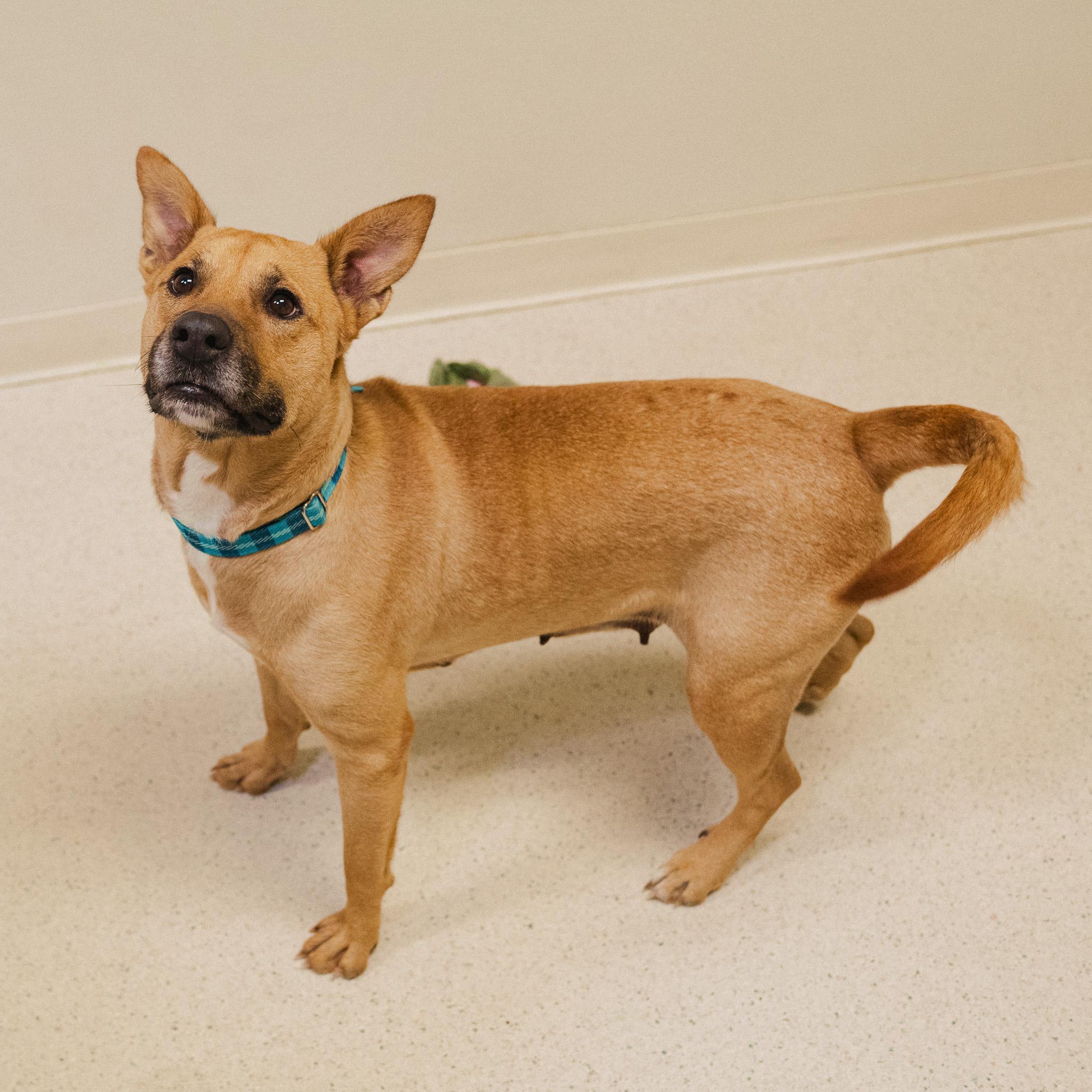 Enlarge Lacey, a Adoptable mixed breed in Cincinnati, OH image 2/6