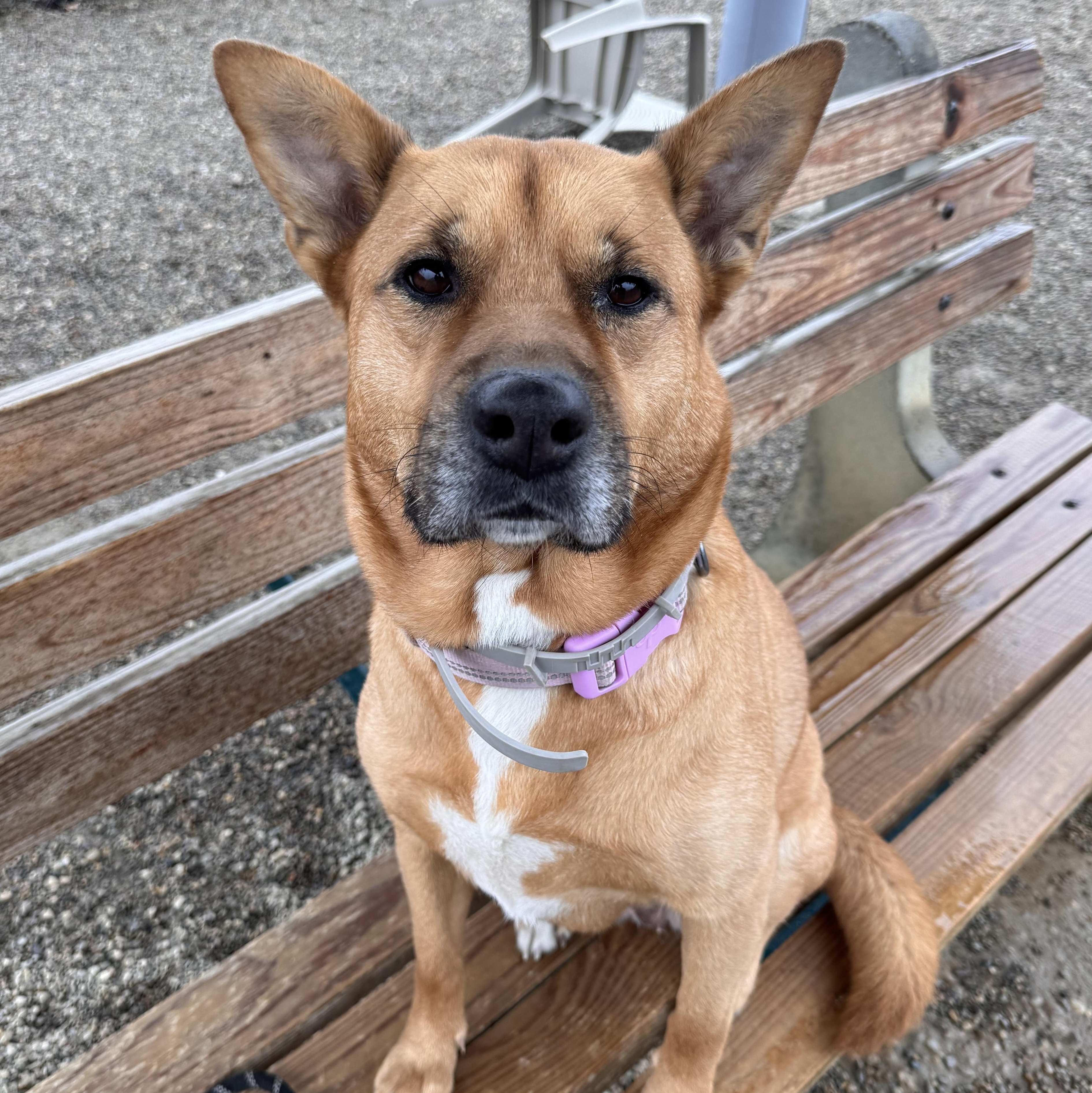 Enlarge Lacey, a Adoptable mixed breed in Cincinnati, OH image 1/6