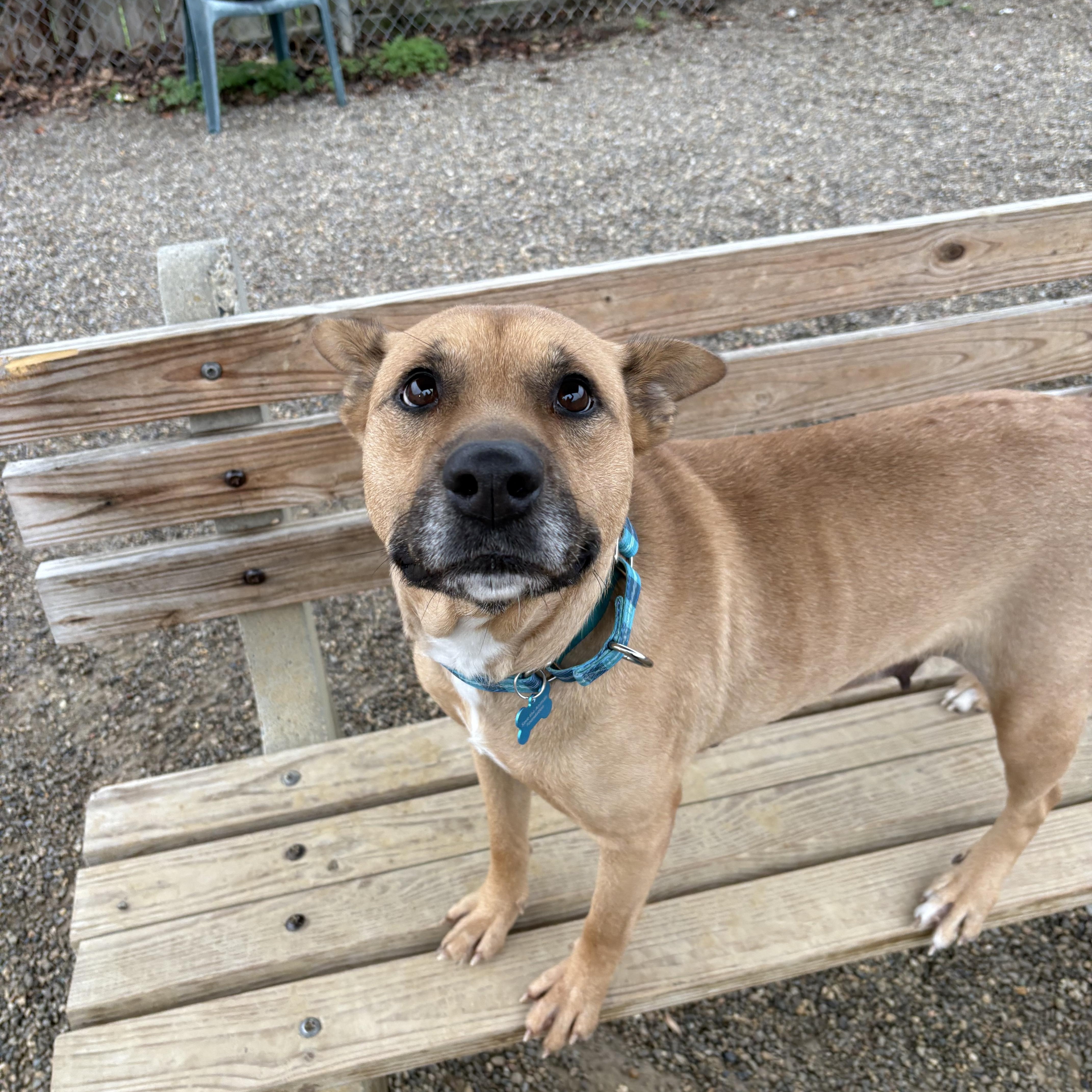 Enlarge Lacey, a Adoptable mixed breed in Cincinnati, OH image 3/6