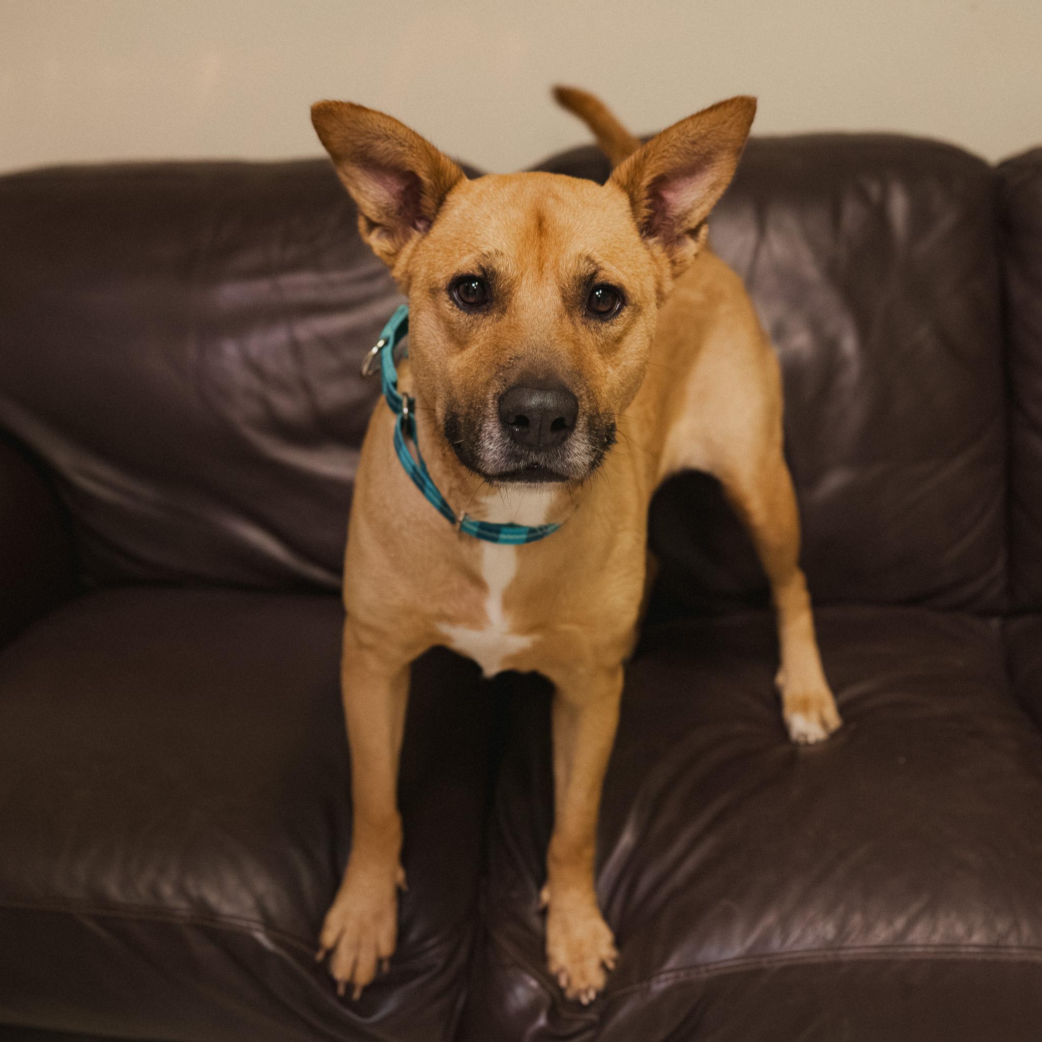 Enlarge Lacey, a Adoptable mixed breed in Cincinnati, OH image 4/6