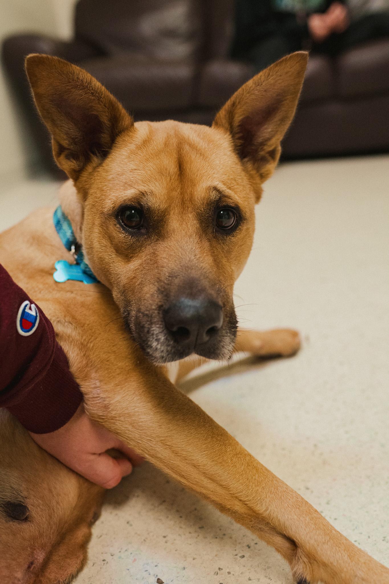 Enlarge Lacey, a Adoptable mixed breed in Cincinnati, OH image 5/6