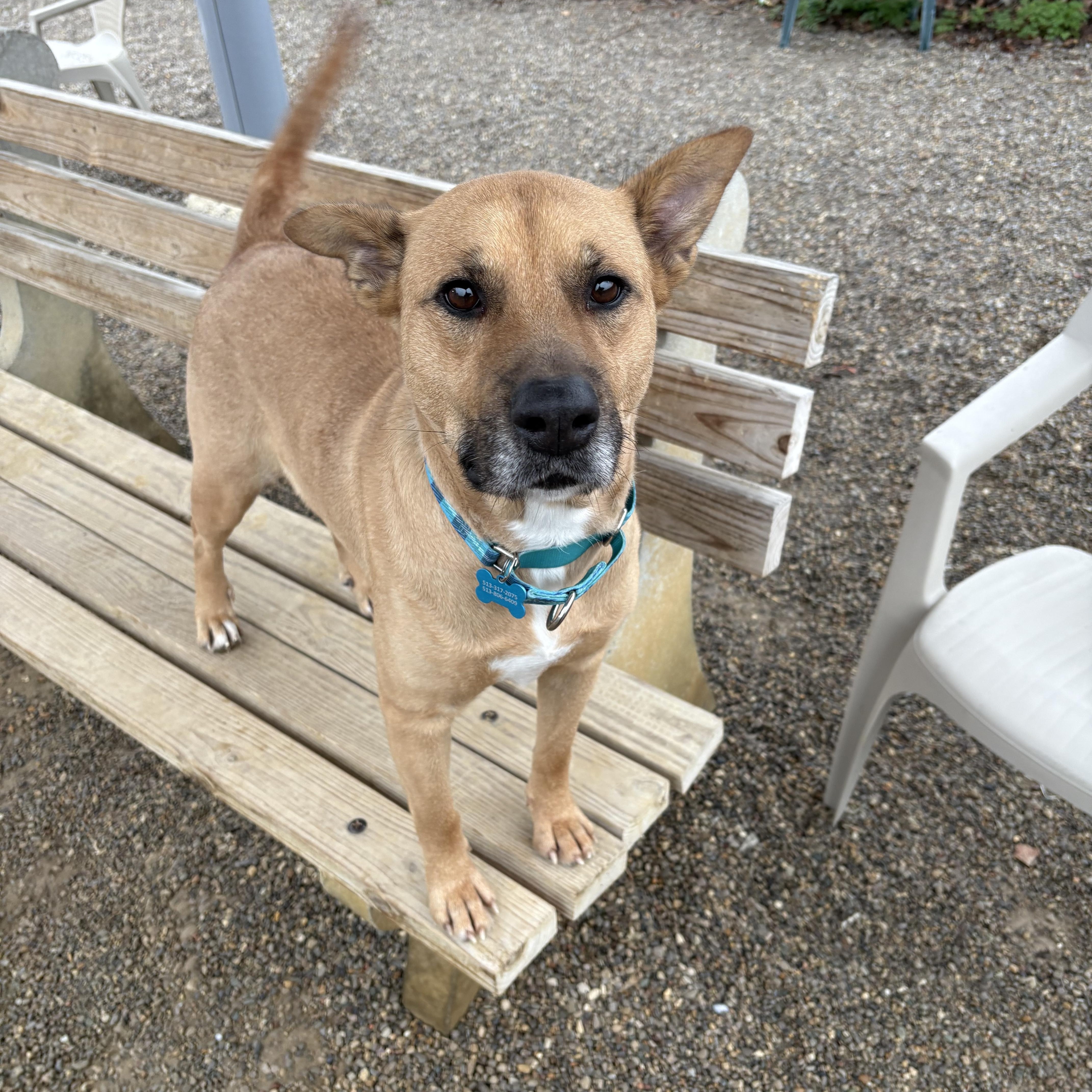Enlarge Lacey, a Adoptable mixed breed in Cincinnati, OH image 6/6