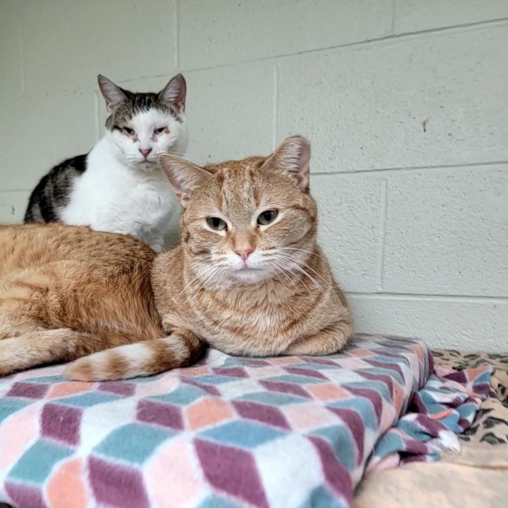 Enlarge Clementine, a Adoptable Domestic Short Hair in Monroe, MI image 1/1