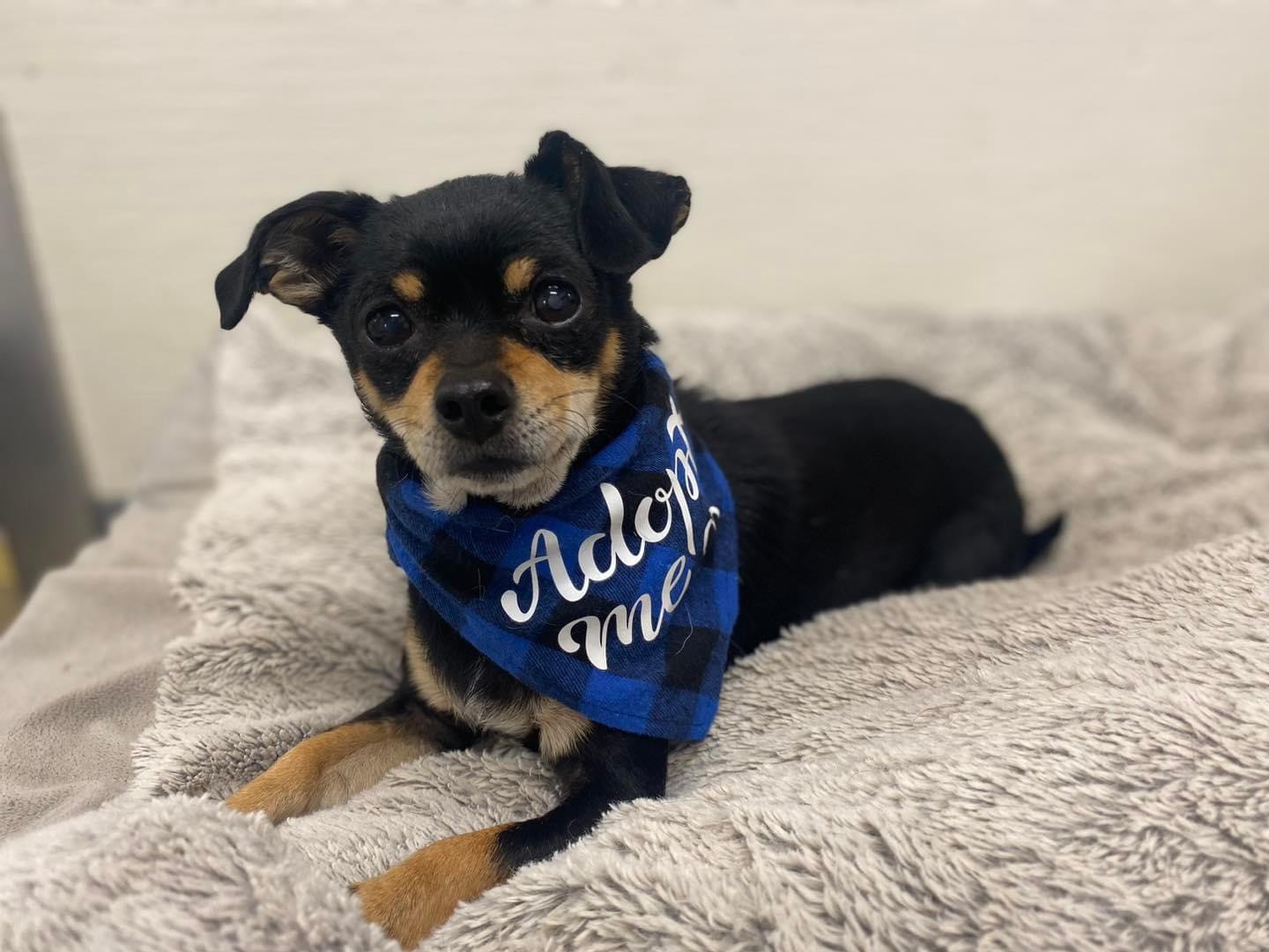 Walter, an adopted Chihuahua in Centralia, IL_image-1