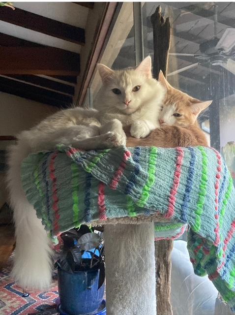 Enlarge Johnny and Angel, an adopted Domestic Short Hair in Novato, CA image 1/4