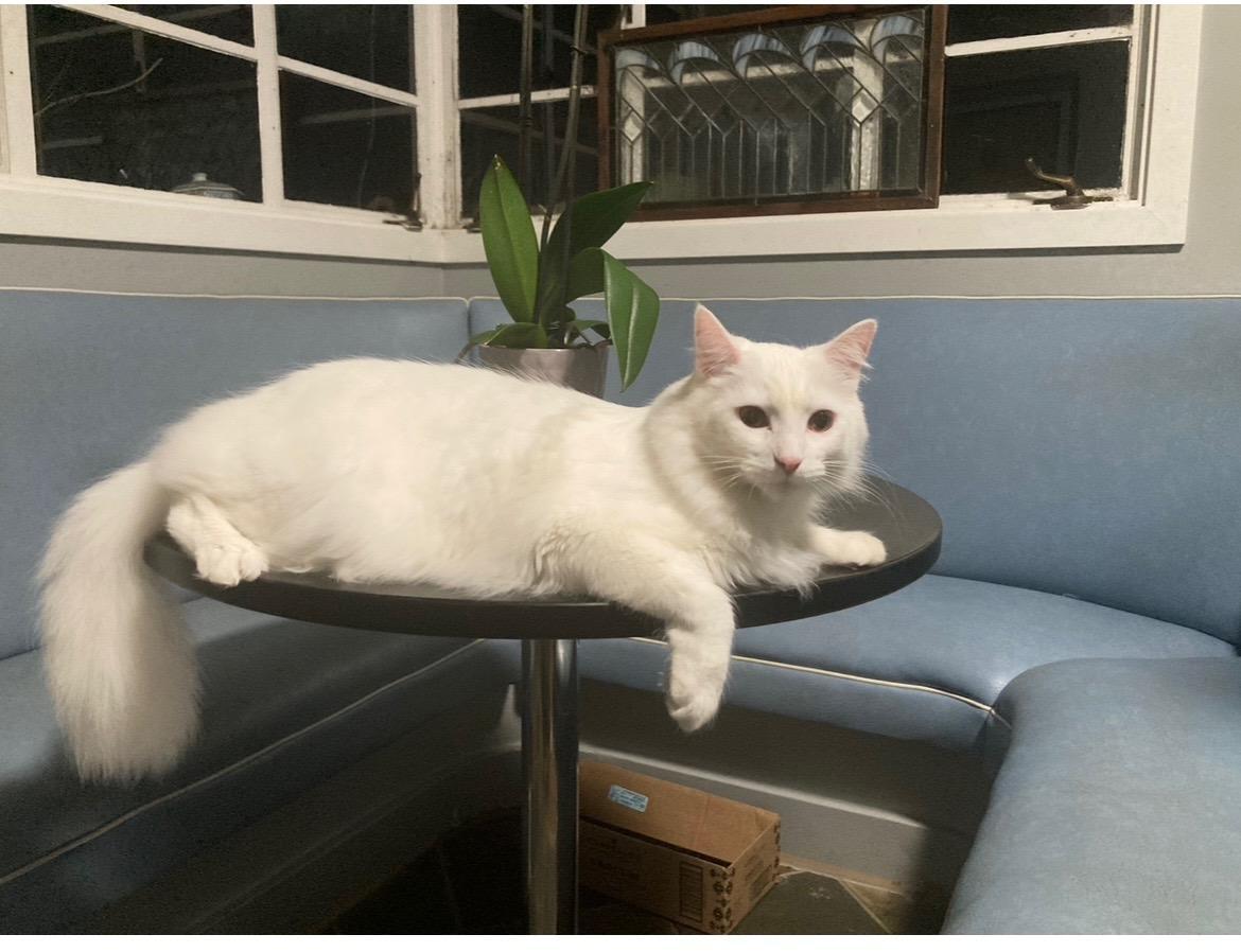 Enlarge Johnny and Angel, an adopted Domestic Short Hair in Novato, CA image 2/4