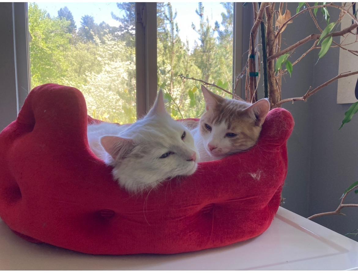 Enlarge Johnny and Angel, an adopted Domestic Short Hair in Novato, CA image 4/4