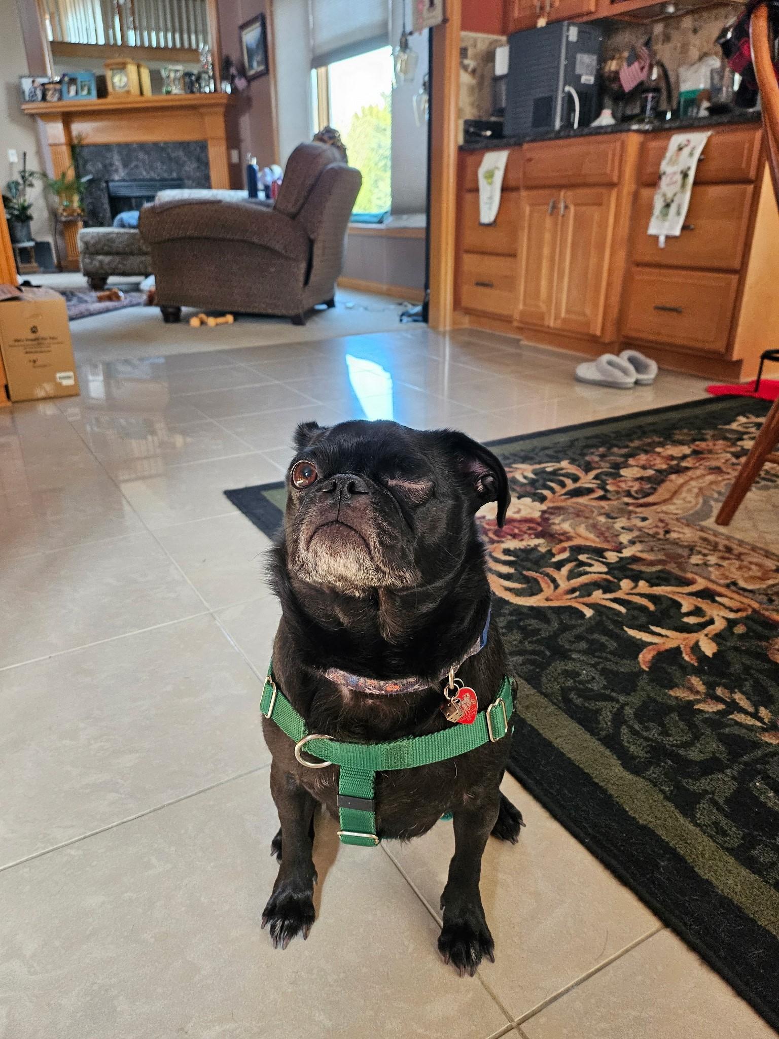 Bug, Adoptable, Adult Male Pug.