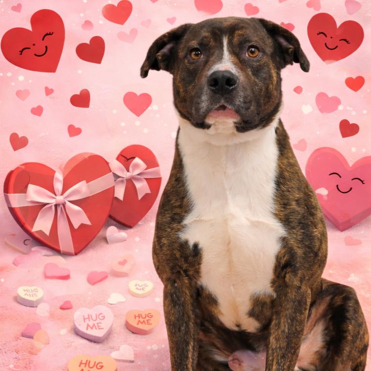 Akon, Adoptable, Adult Male American Bully.