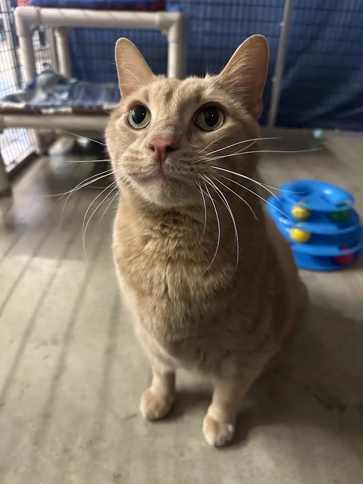 Enlarge Willie Nelson, a ADOPTABLE Domestic Short Hair in Winona, MN image 1/6