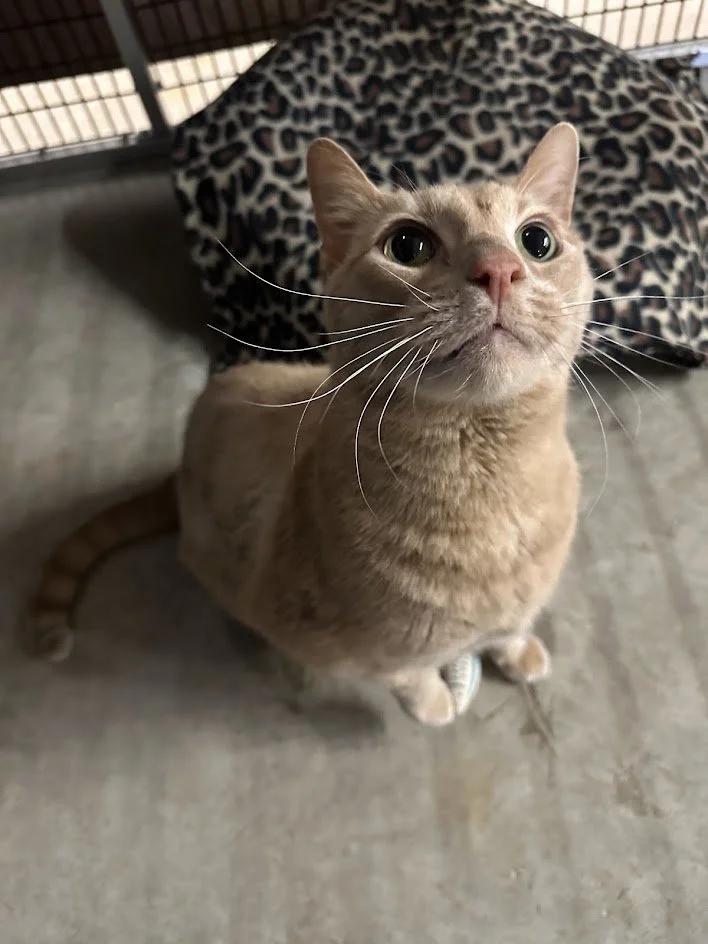 Enlarge Willie Nelson, a ADOPTABLE Domestic Short Hair in Winona, MN image 2/6