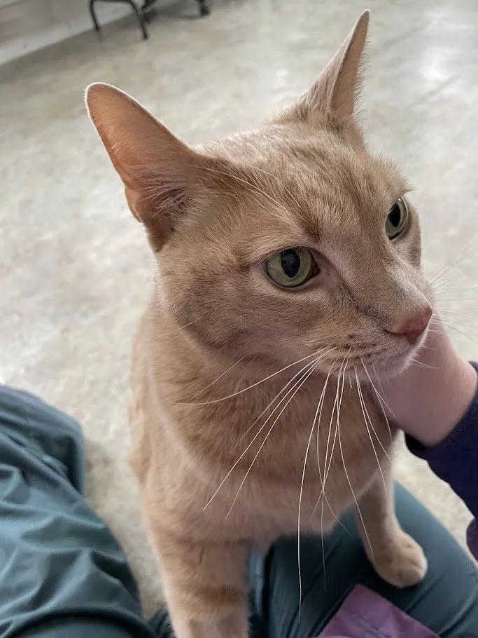 Enlarge Willie Nelson, a ADOPTABLE Domestic Short Hair in Winona, MN image 5/6