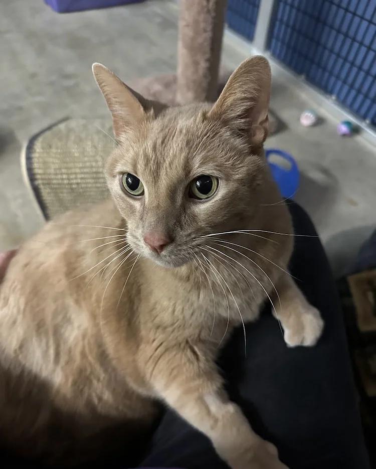 Enlarge Willie Nelson, a ADOPTABLE Domestic Short Hair in Winona, MN image 4/6