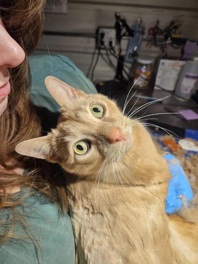 Enlarge Willie Nelson, a ADOPTABLE Domestic Short Hair in Winona, MN image 6/6