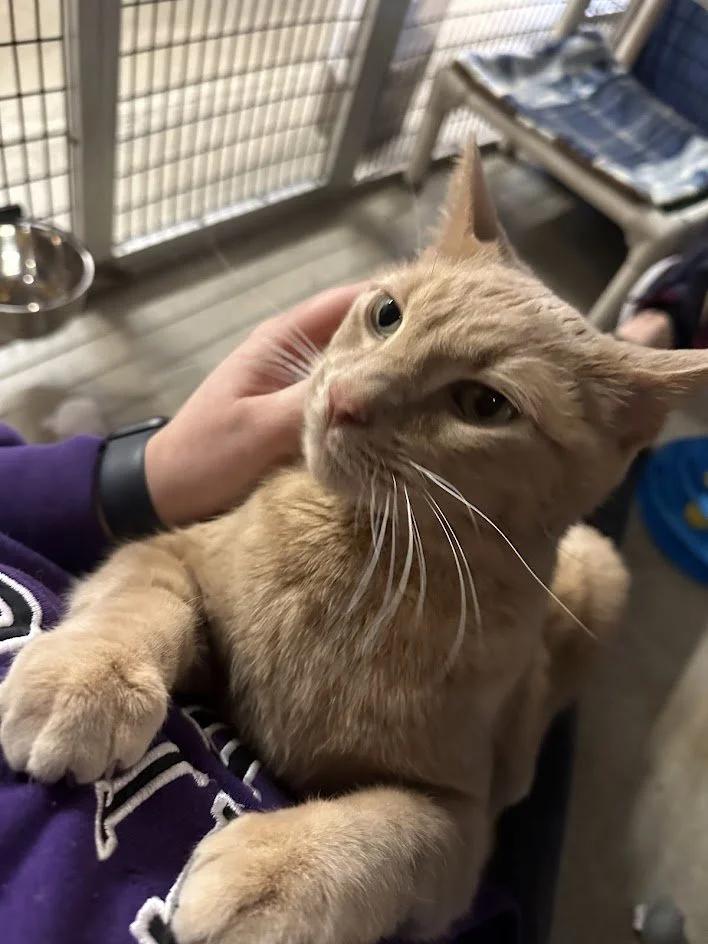 Enlarge Willie Nelson, a ADOPTABLE Domestic Short Hair in Winona, MN image 3/6