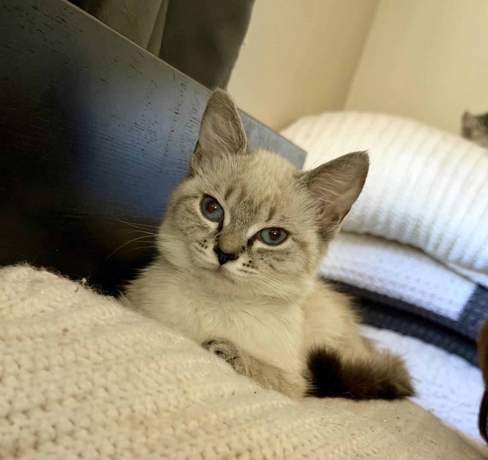 Sandy, Adopted, Kitten Female Siamese & Domestic Medium Hair.