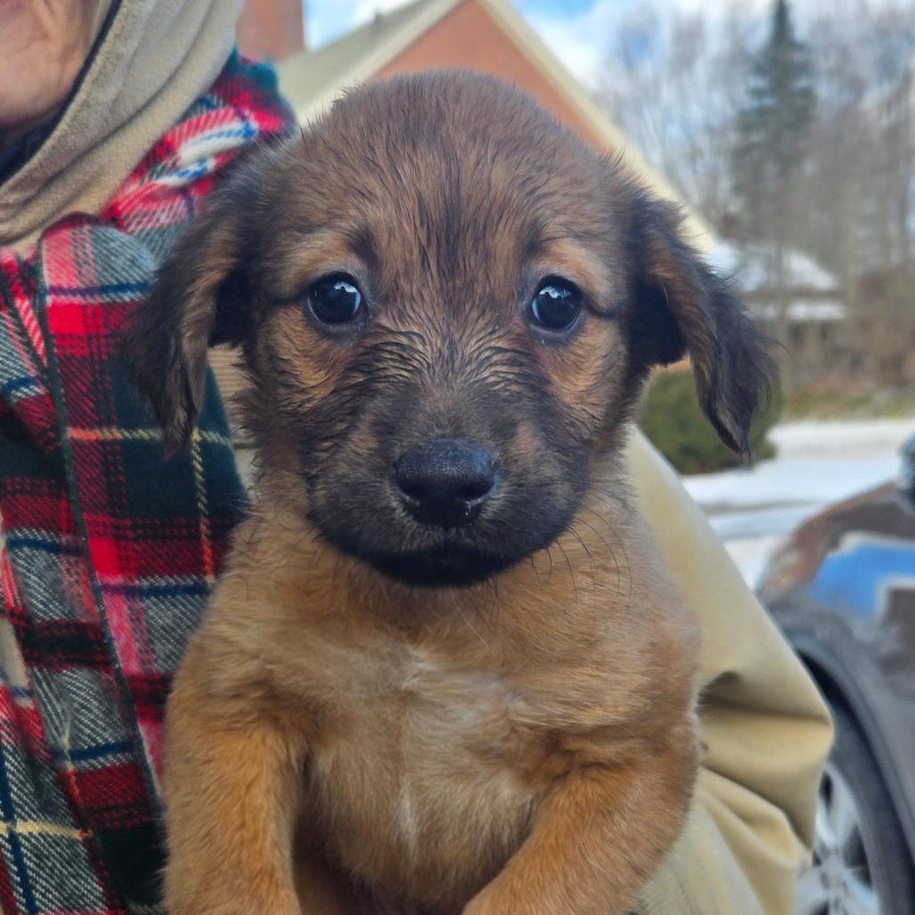 CT Iris, a Adoptable mixed breed in Eastford, CT image 1/3