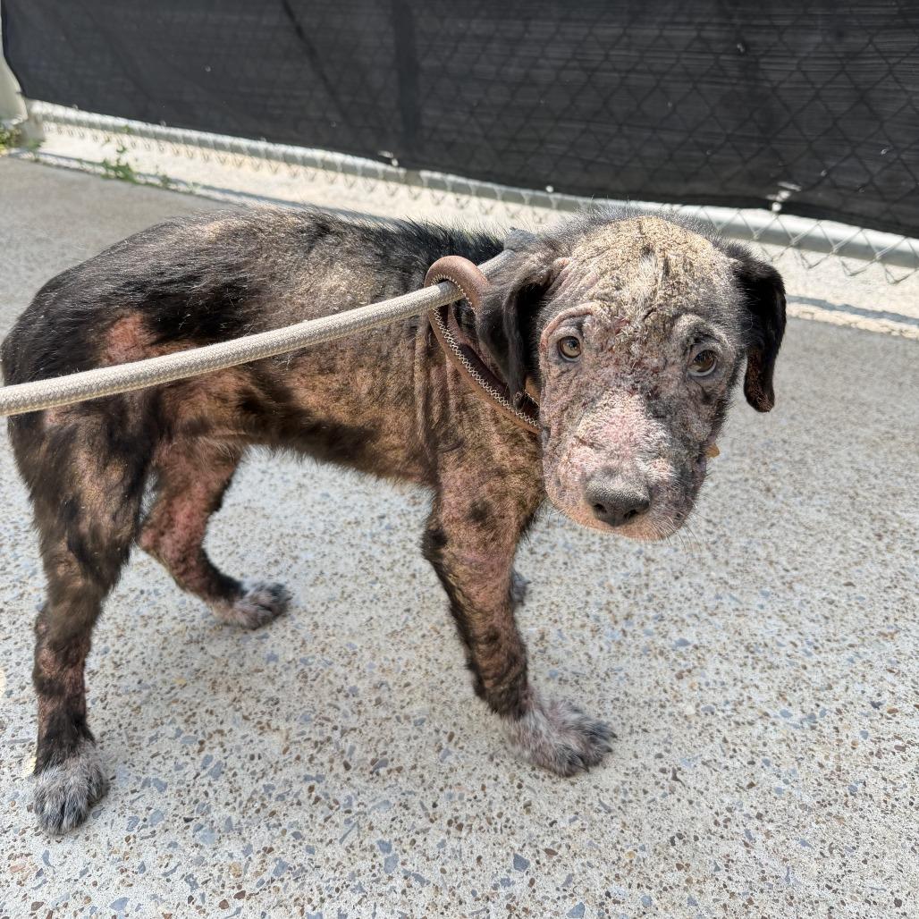 Enlarge Mamie, a Adoptable mixed breed in Rossville, GA image 1/2