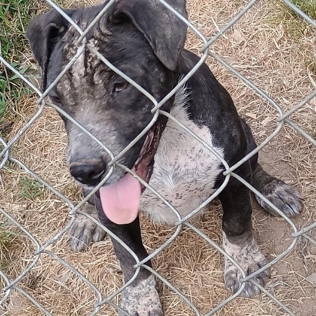 Enlarge Mamie, a Adoptable mixed breed in Rossville, GA image 2/2