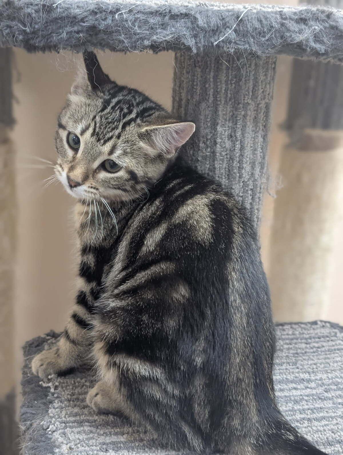 Eloise, an adoptable Domestic Short Hair in wetaskiwin, AB, t9a 2j4 | Photo Image 1