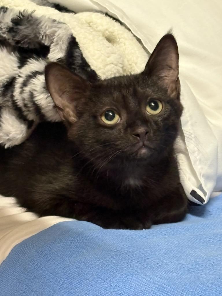 Astro, Adoptable, Kitten Female Domestic Short Hair.