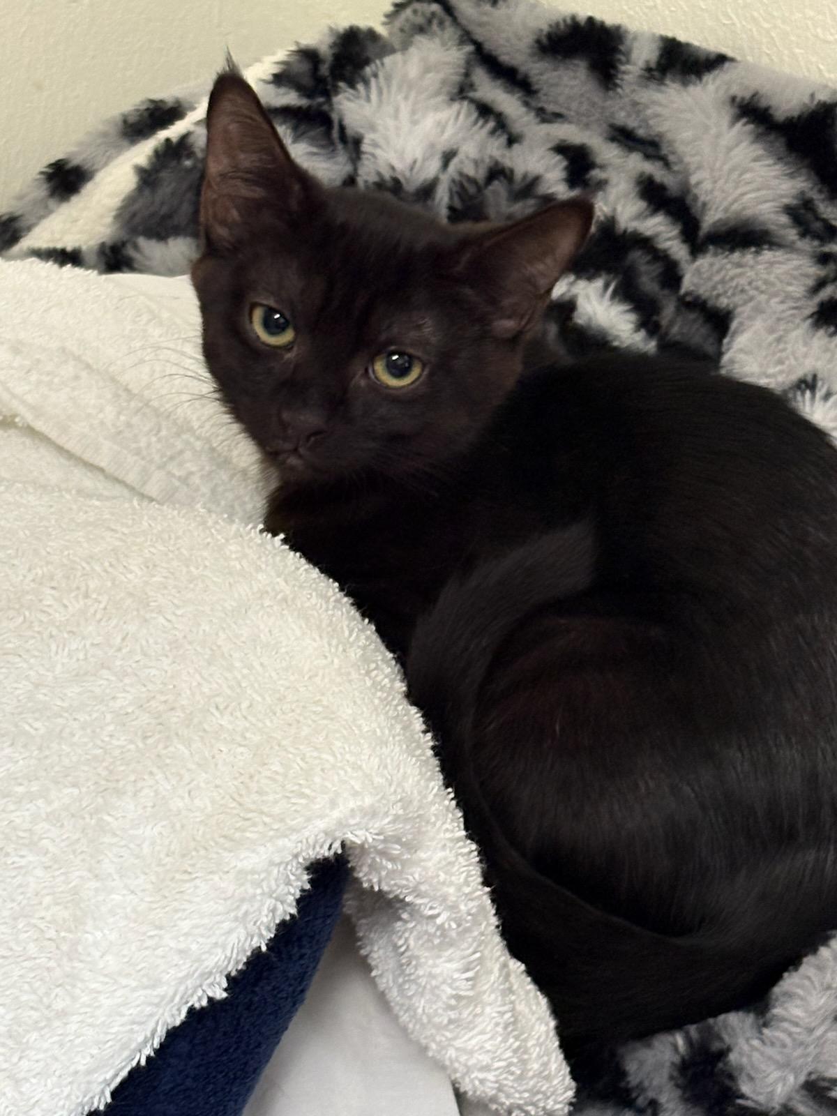 Enlarge Astro, a Adoptable Domestic Short Hair in Gig Harbor, WA image 3/3