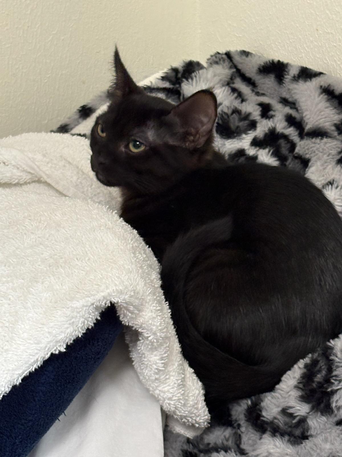 Enlarge Astro, a Adoptable Domestic Short Hair in Gig Harbor, WA image 2/3