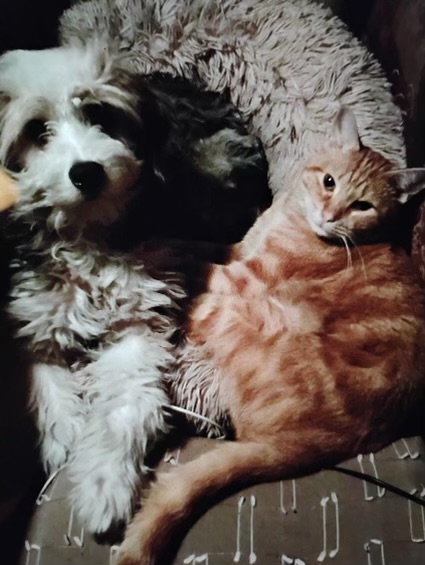 Enlarge Vinny, orange eye candy!, a Adopted American Shorthair in Mulino, OR image 6/6