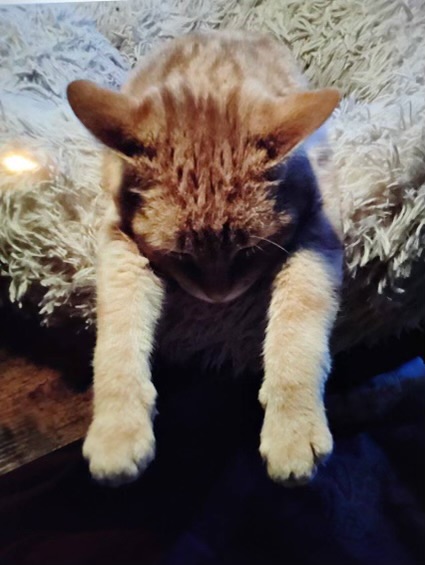 Enlarge Vinny, orange eye candy!, a Adopted American Shorthair in Mulino, OR image 2/6