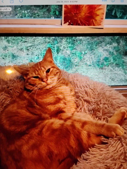 Enlarge Vinny, orange eye candy!, a Adopted American Shorthair in Mulino, OR image 1/6