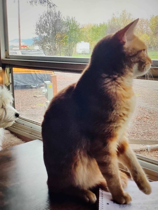 Enlarge Vinny, orange eye candy!, a Adopted American Shorthair in Mulino, OR image 3/6