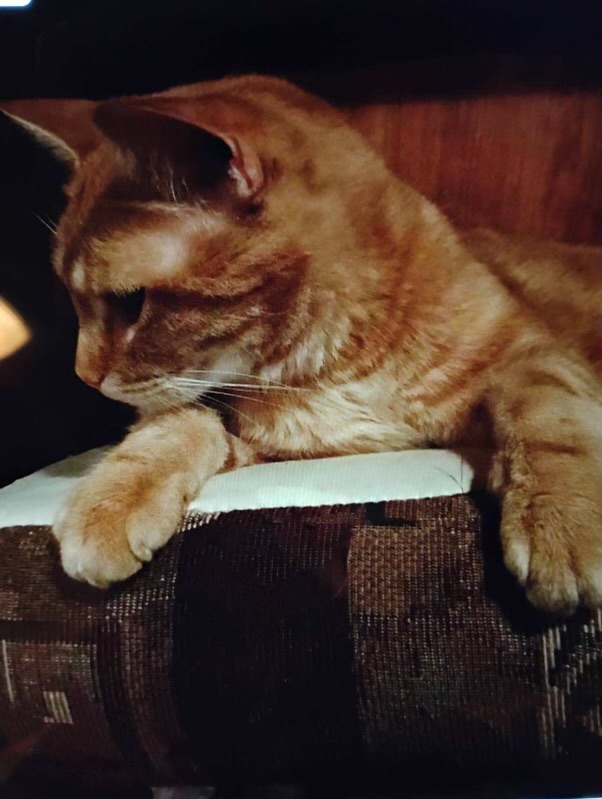 Enlarge Vinny, orange eye candy!, a Adopted American Shorthair in Mulino, OR image 5/6